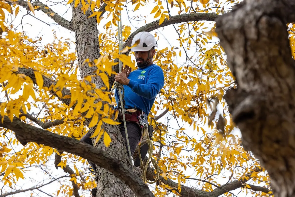 Skilled Tree Pruning crew working in Kennewick